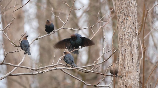 Brown-headed Cowbird - ML633669125