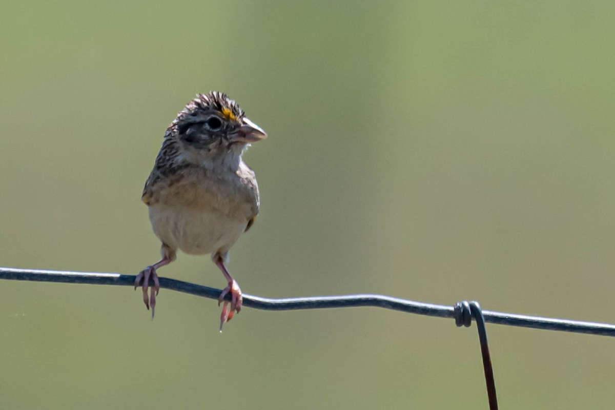Grasshopper Sparrow - ML633669305