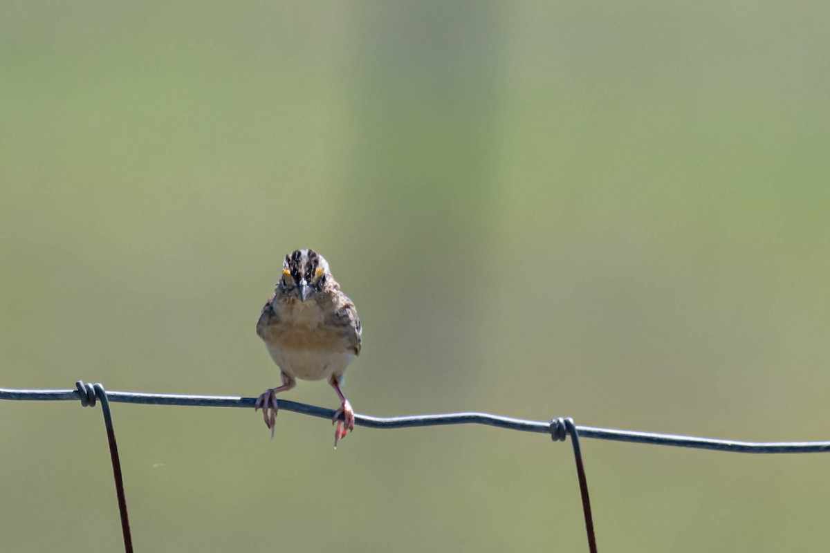 Grasshopper Sparrow - ML633669307