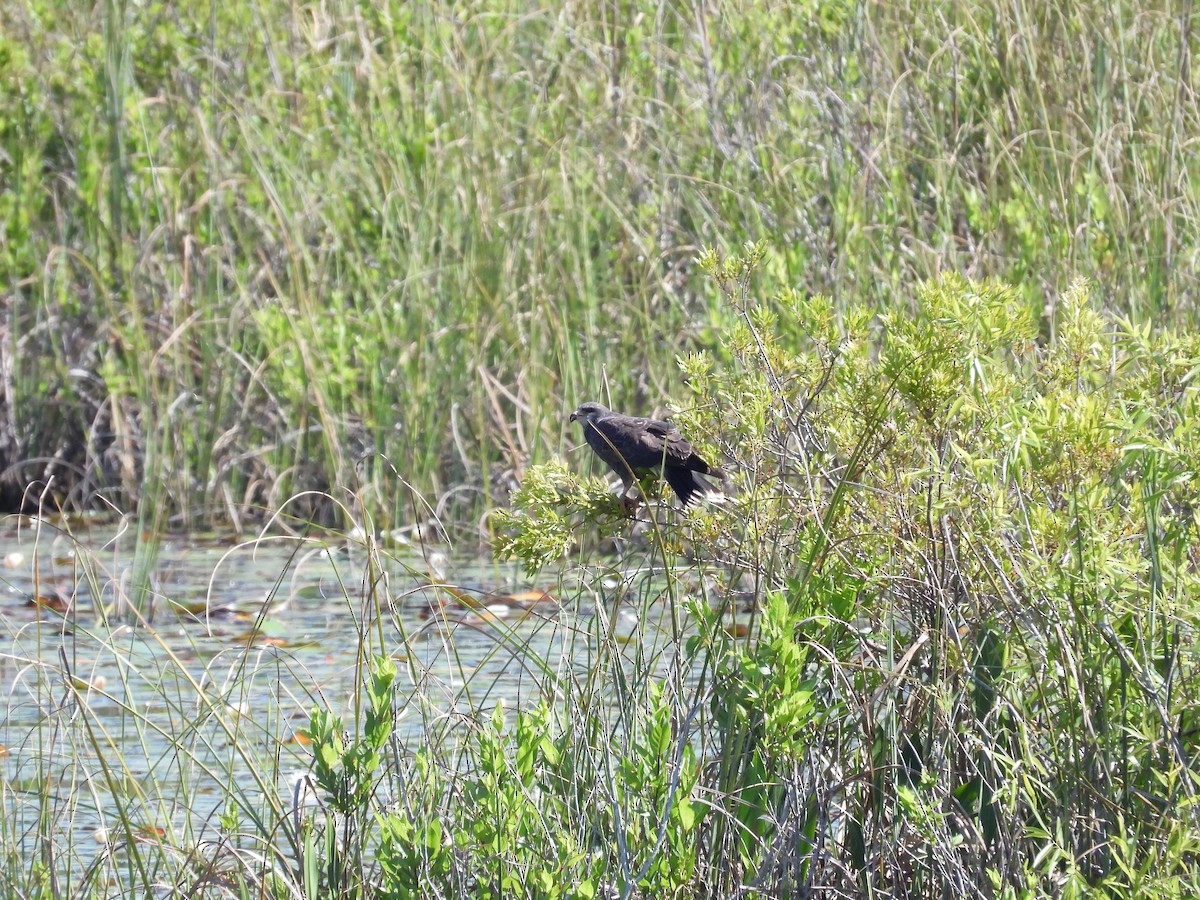 Snail Kite - ML633669365
