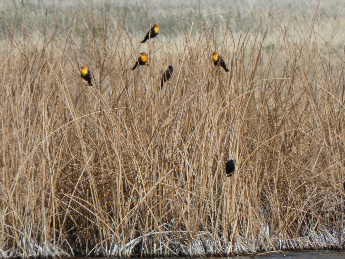 Yellow-headed Blackbird - ML633669589