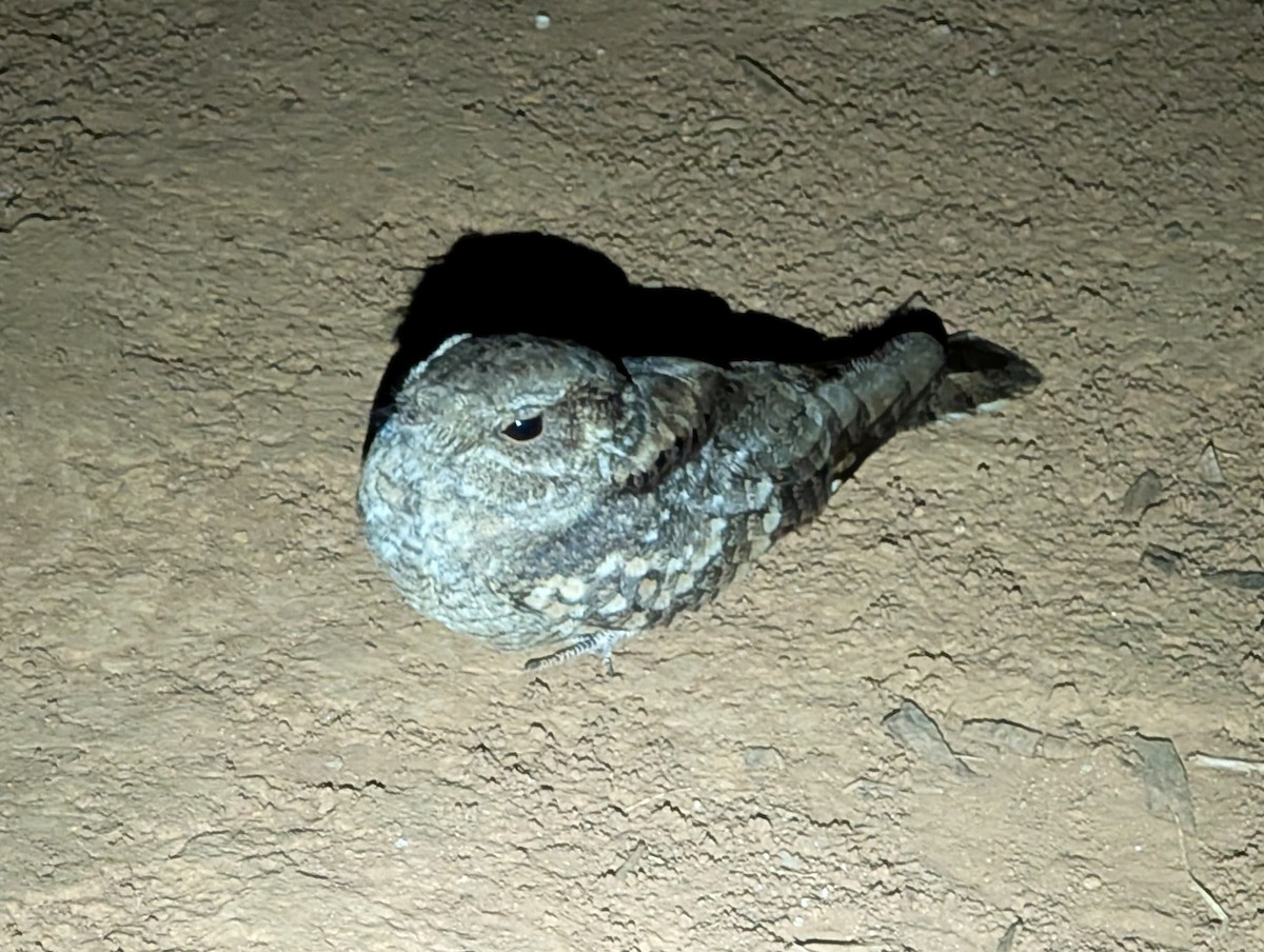 Plain Nightjar - ML633669634