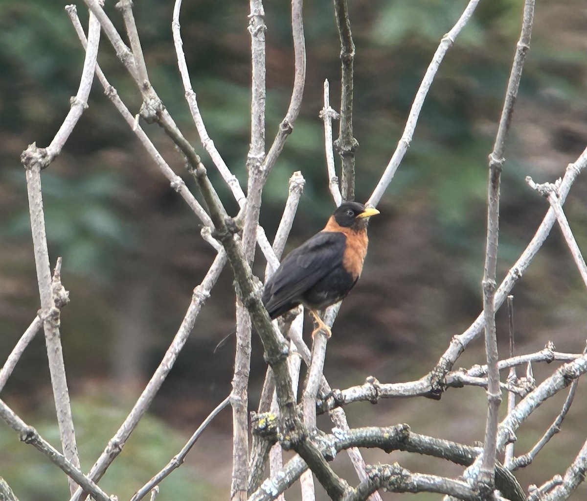 Rufous-collared Robin - ML633669659