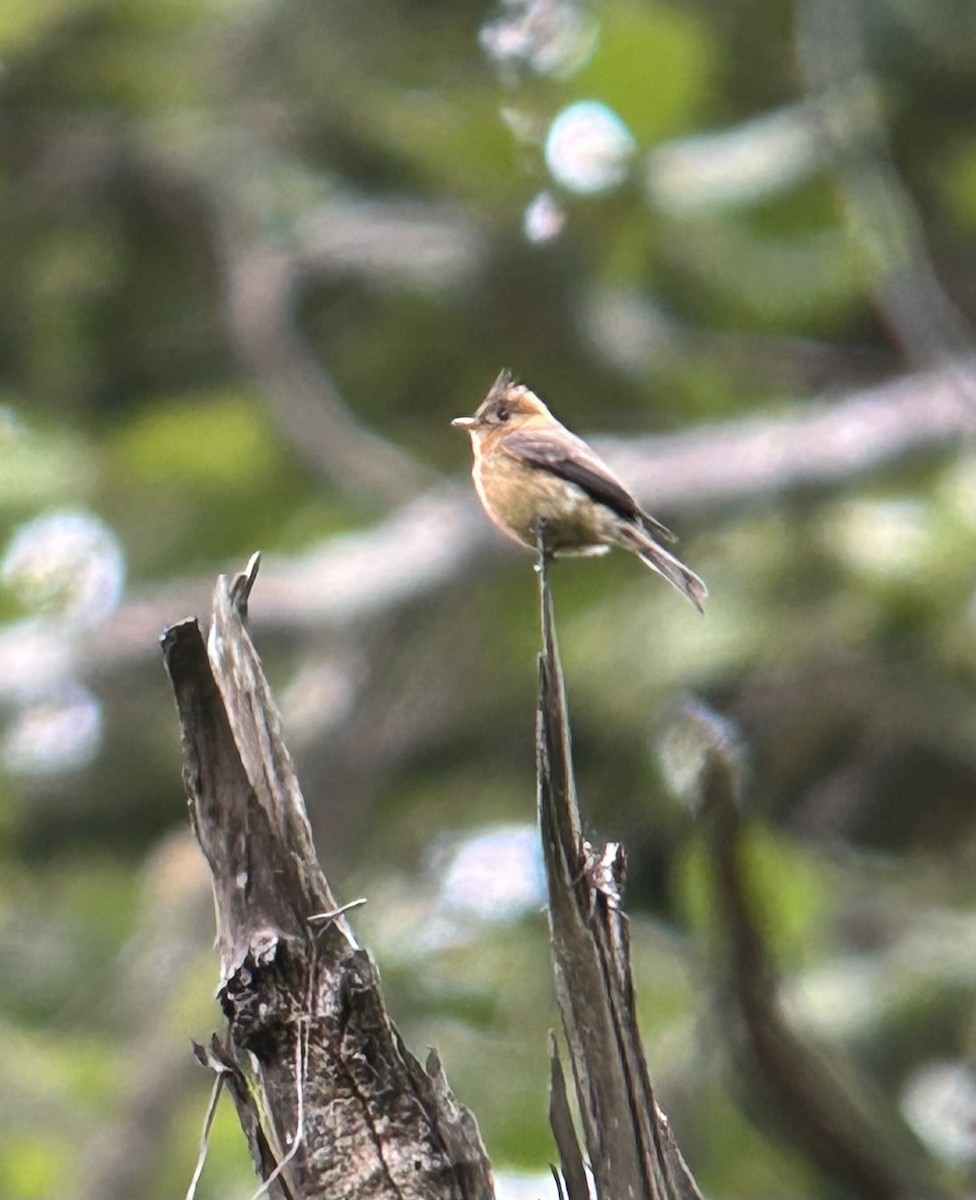 Tufted Flycatcher (Mexican) - John Faber