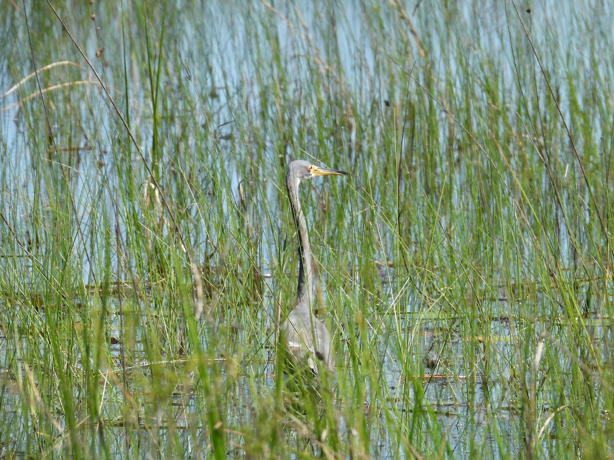 Tricolored Heron - ML633669804