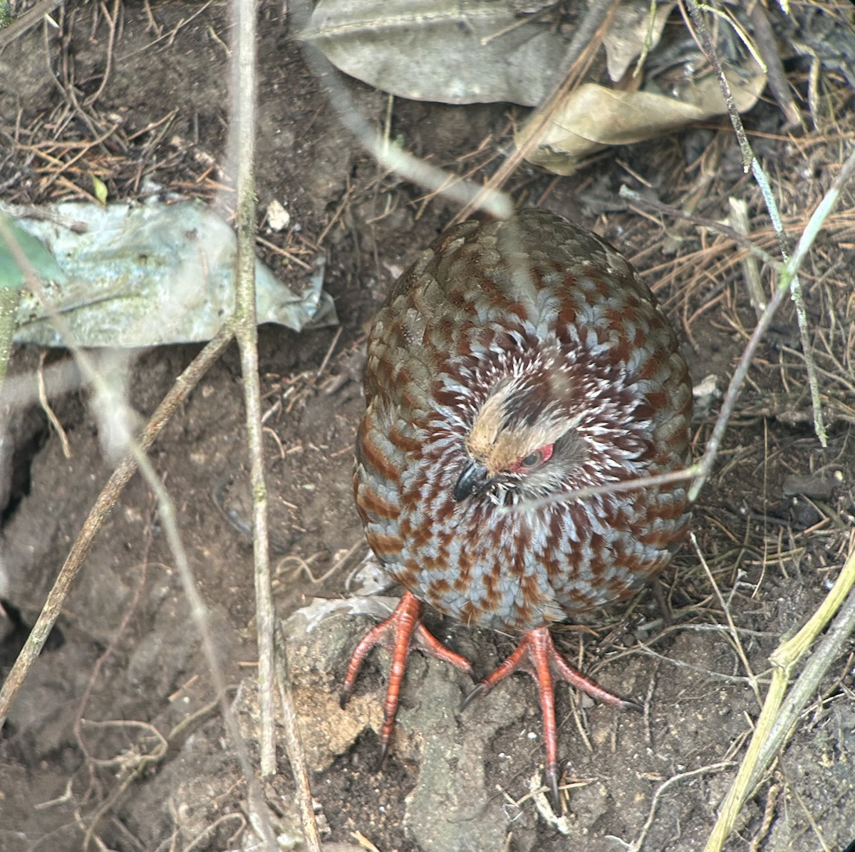 Buffy-crowned Wood-Partridge - ML633669938