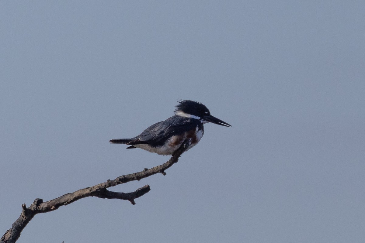 Belted Kingfisher - ML633669987