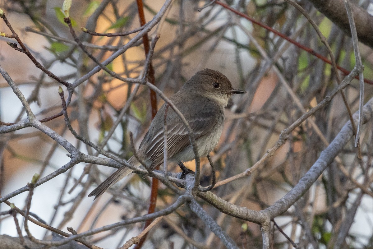 Eastern Phoebe - ML633669997