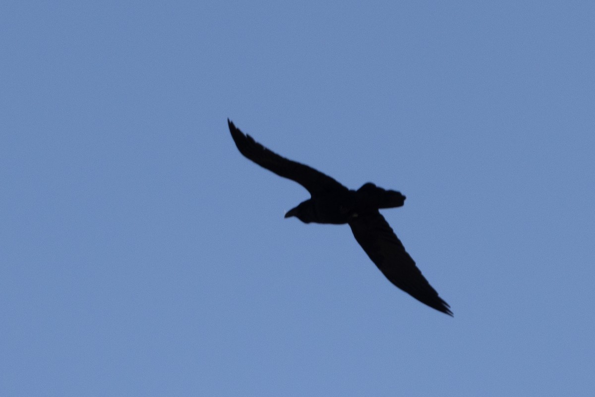 Common Raven - ML633670002