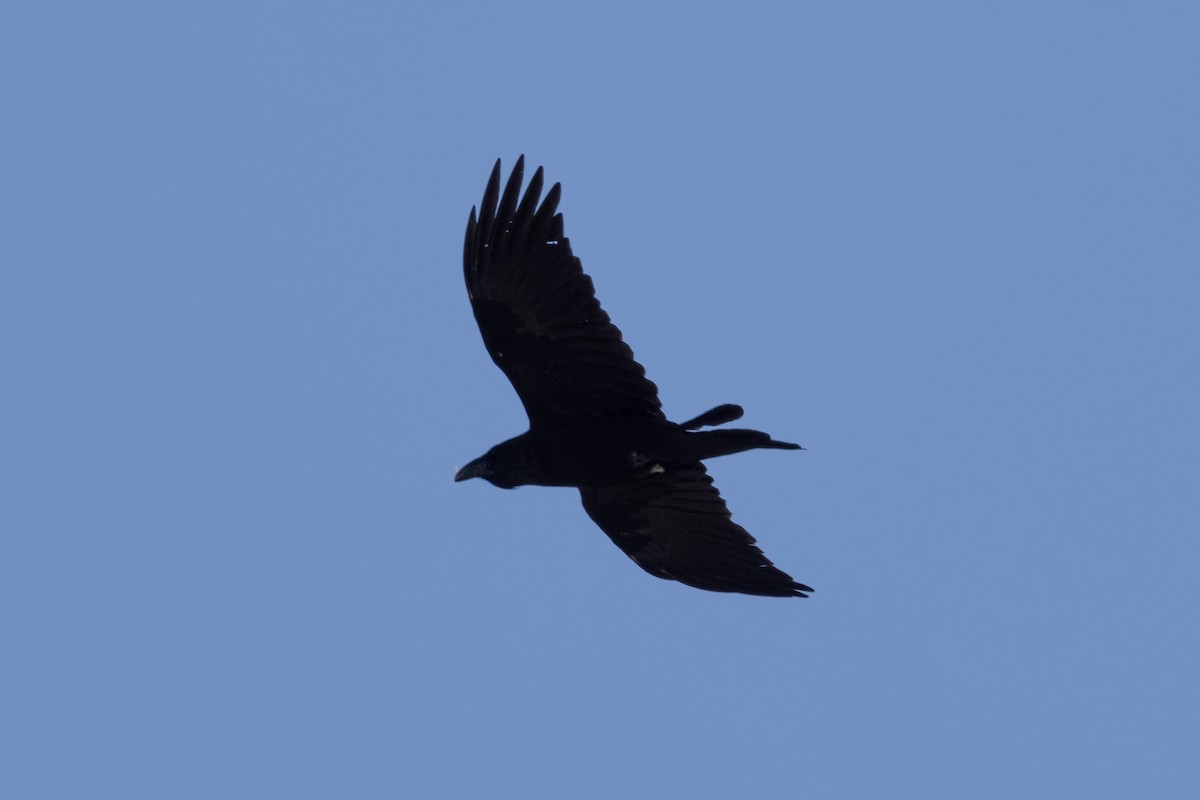 Common Raven - ML633670003