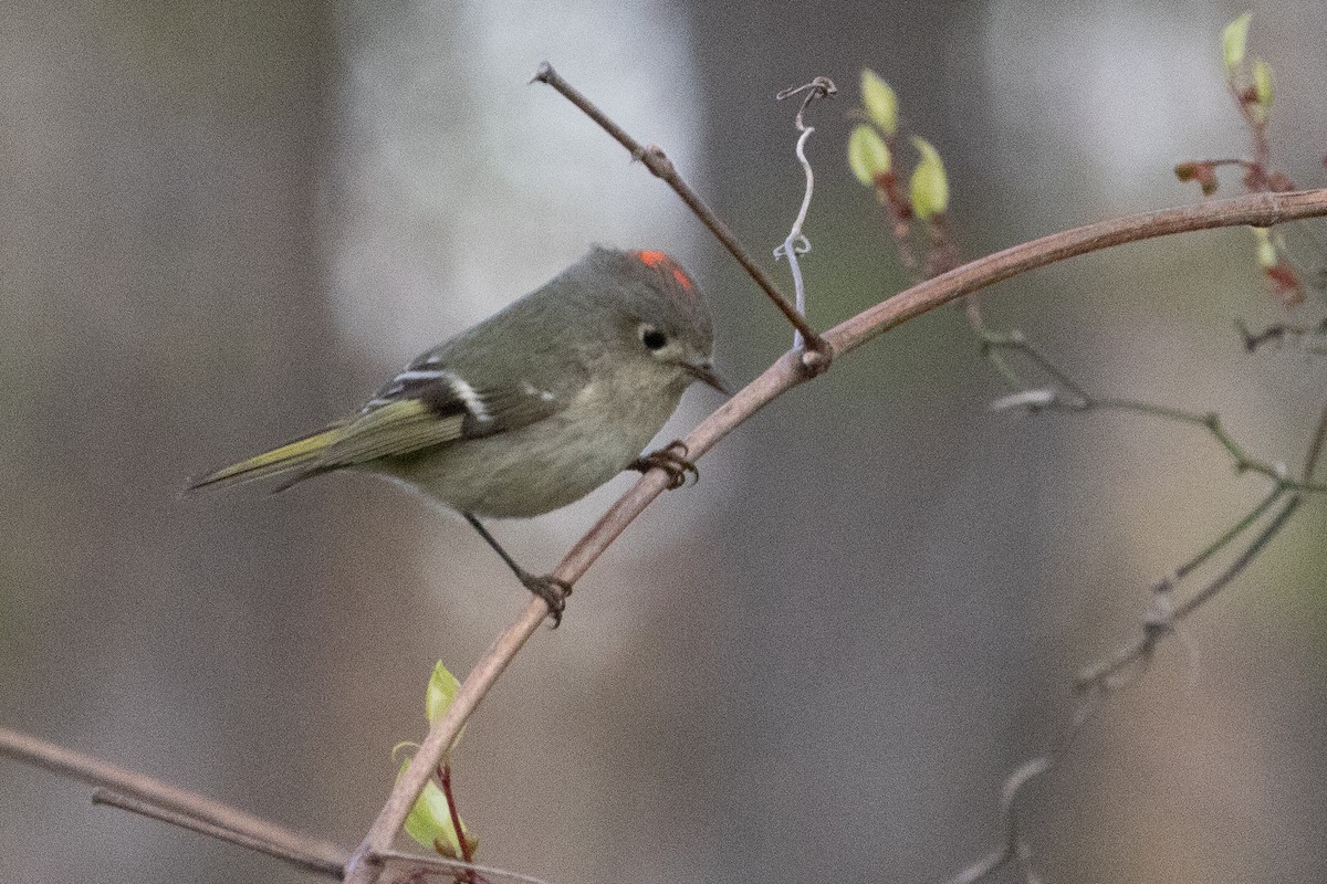 Ruby-crowned Kinglet - ML633670015