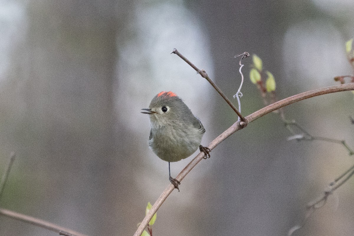 Ruby-crowned Kinglet - ML633670016