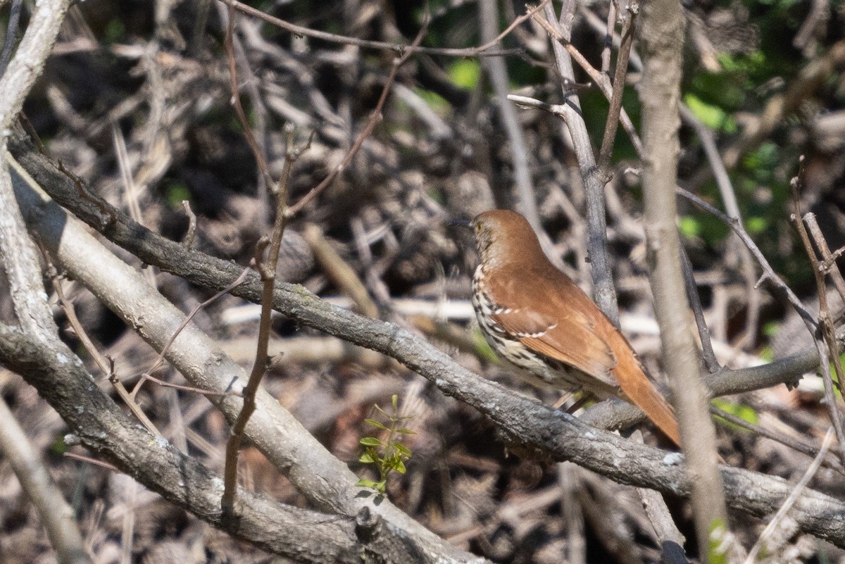 Brown Thrasher - ML633670037