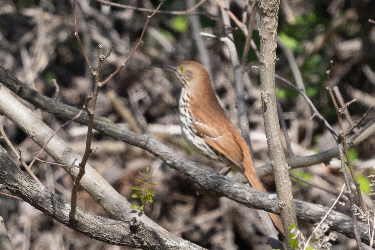Brown Thrasher - ML633670039