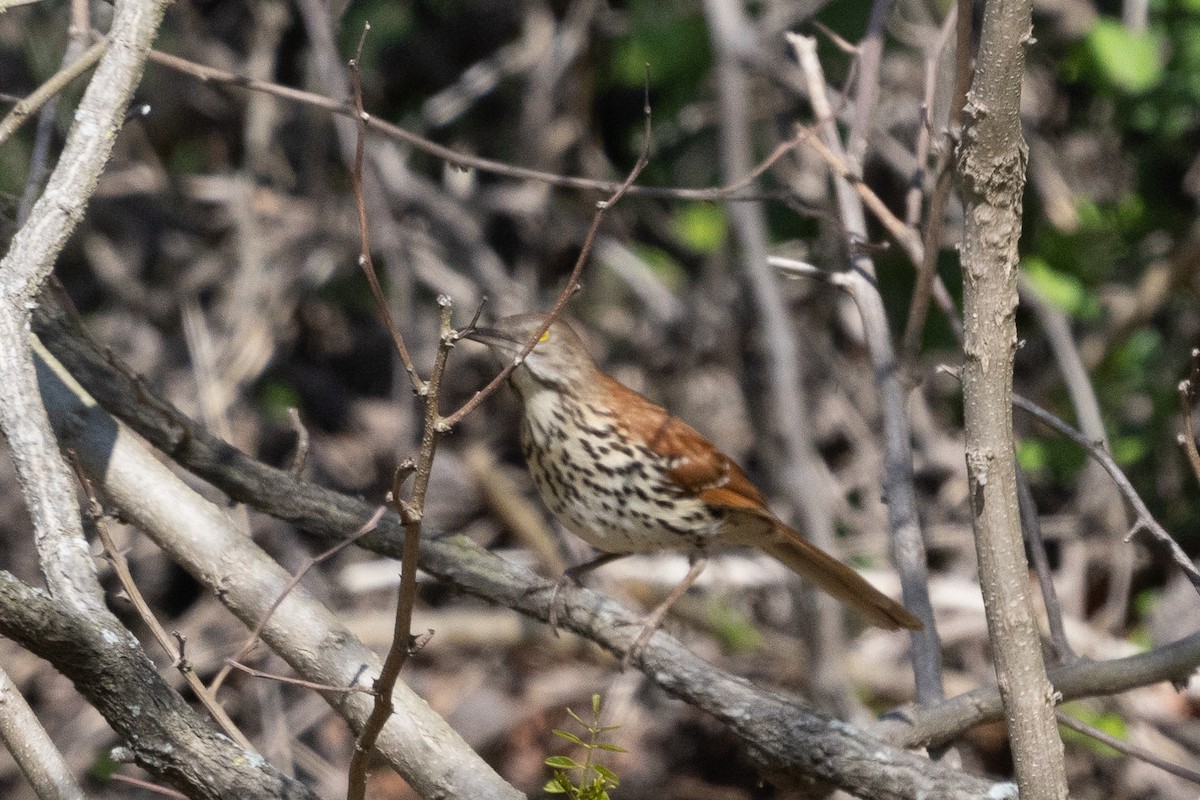 Brown Thrasher - ML633670040