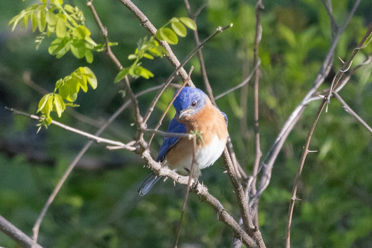 Eastern Bluebird - ML633670053