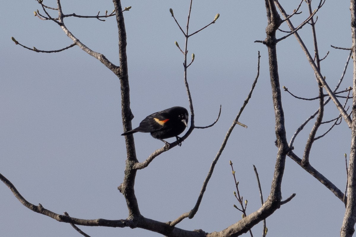 Red-winged Blackbird - ML633670085
