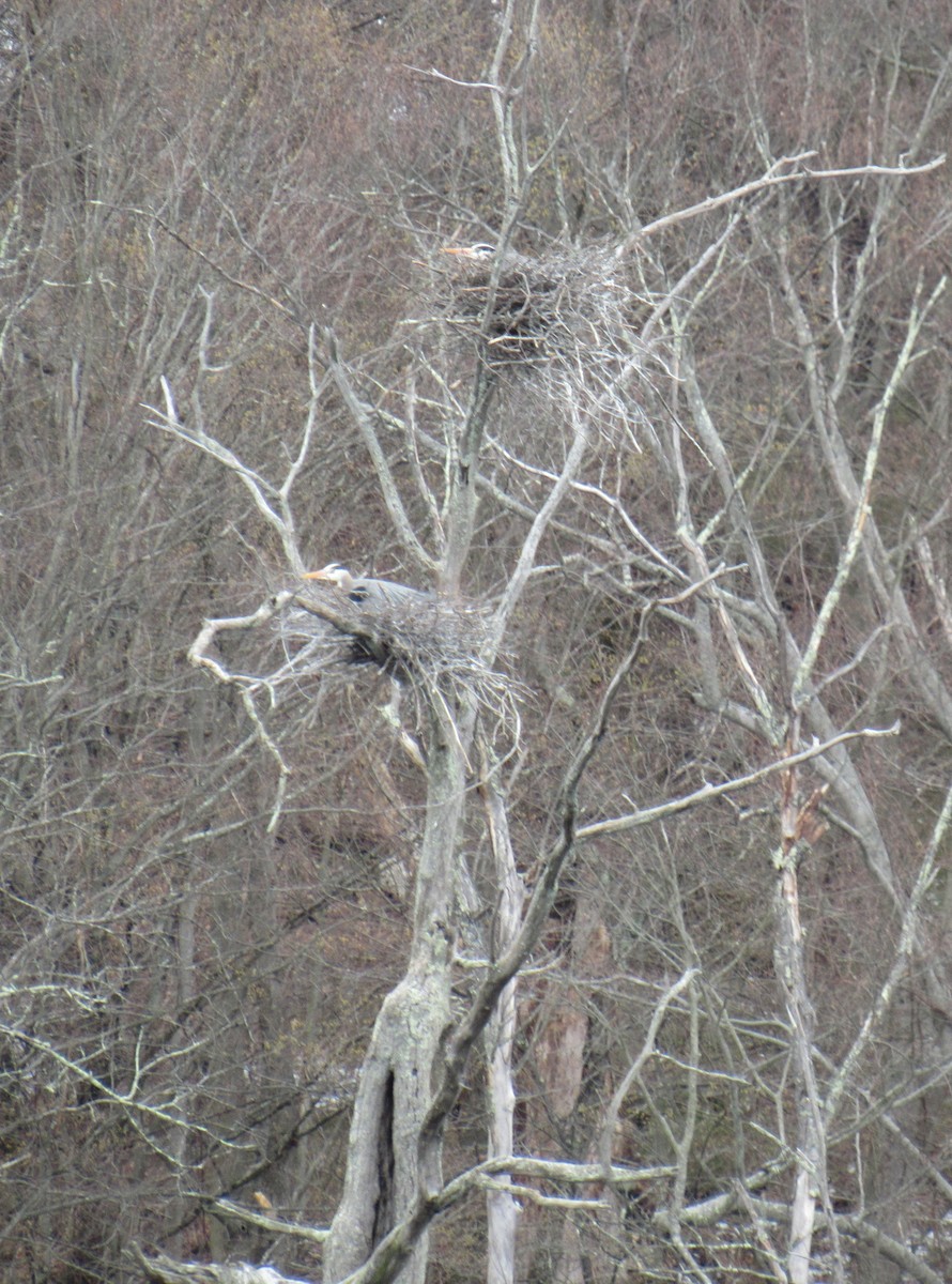 Great Blue Heron - ML633670218