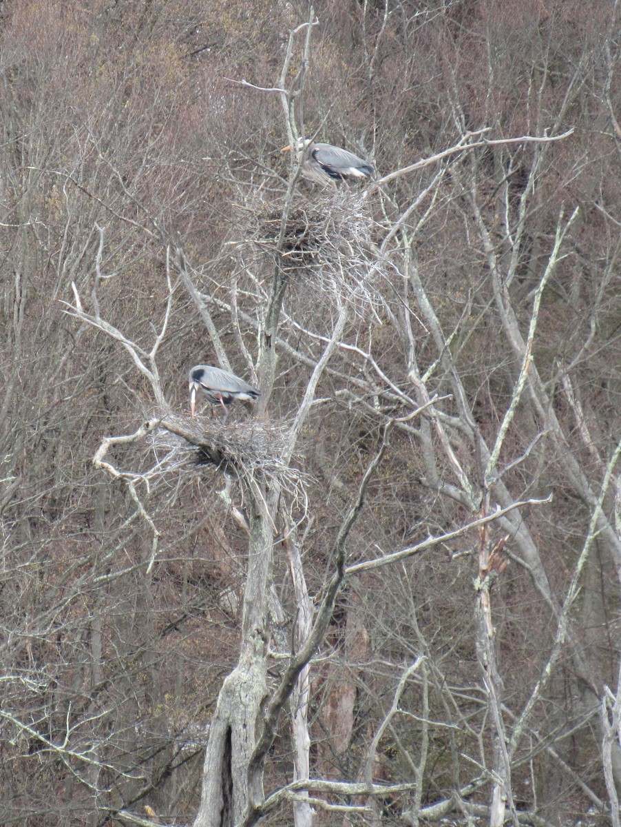 Great Blue Heron - ML633670219