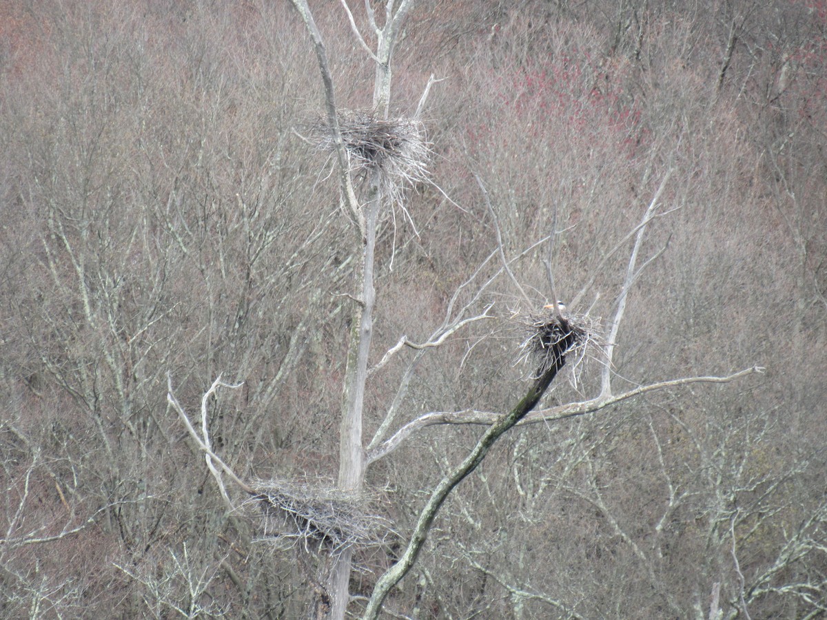 Great Blue Heron - ML633670220