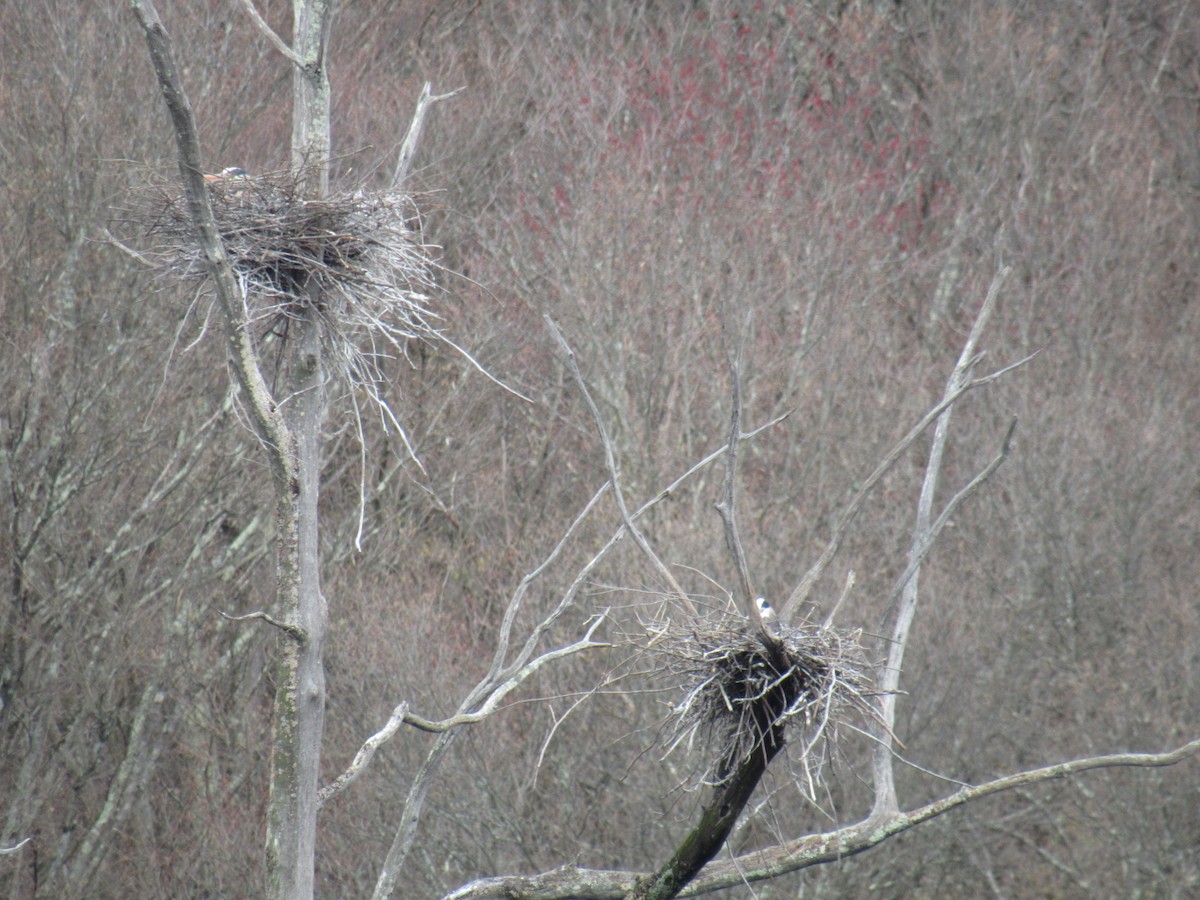 Great Blue Heron - ML633670243