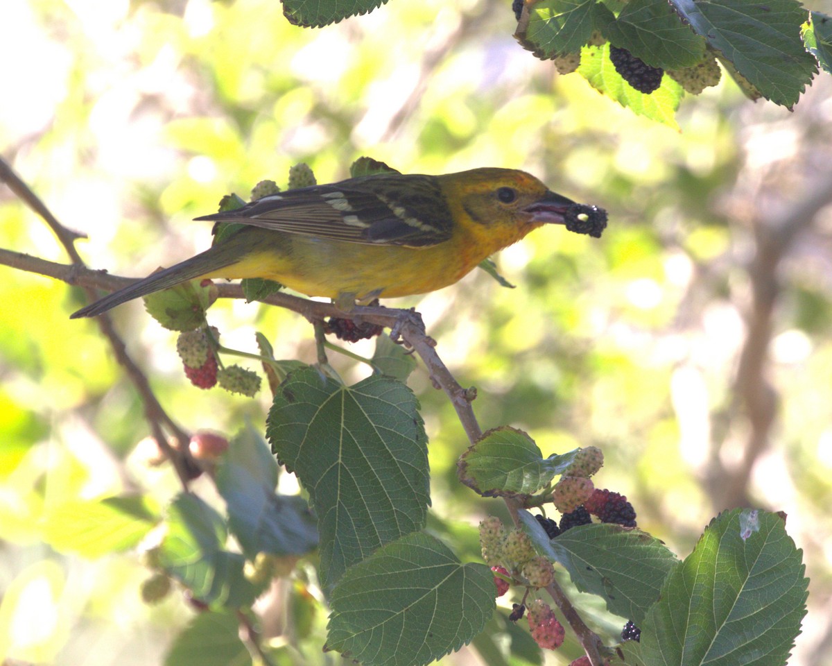 Flame-colored Tanager - ML633670276
