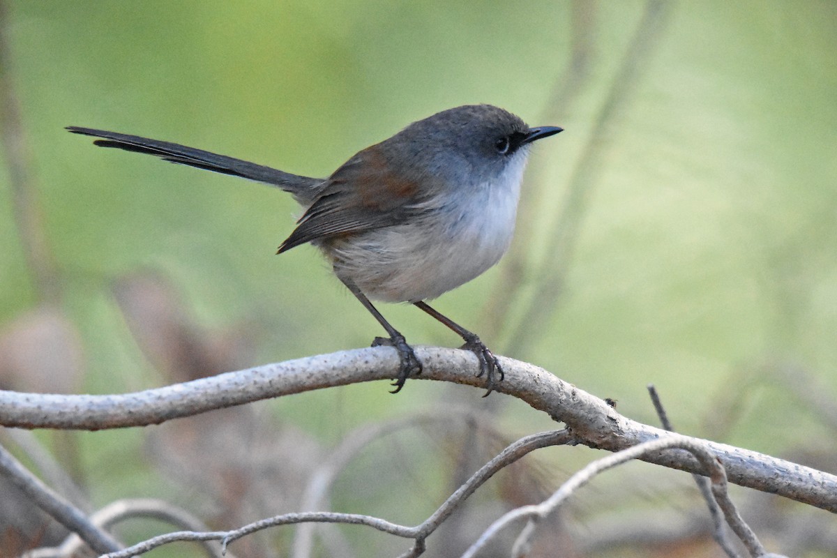 Red-winged Fairywren - ML63367031