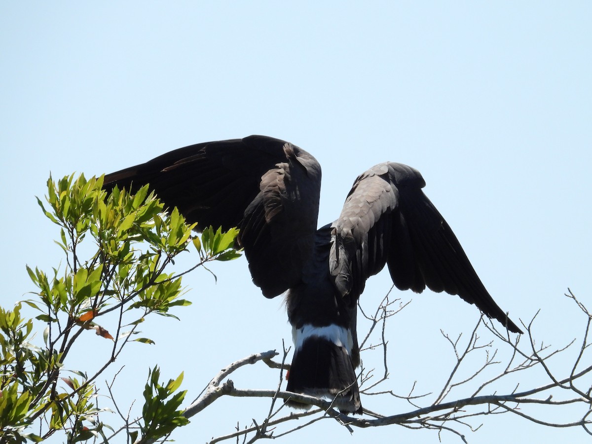 Snail Kite - ML633670382