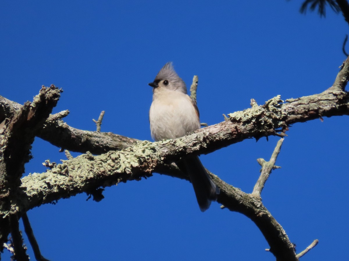 Tufted Titmouse - ML633670401