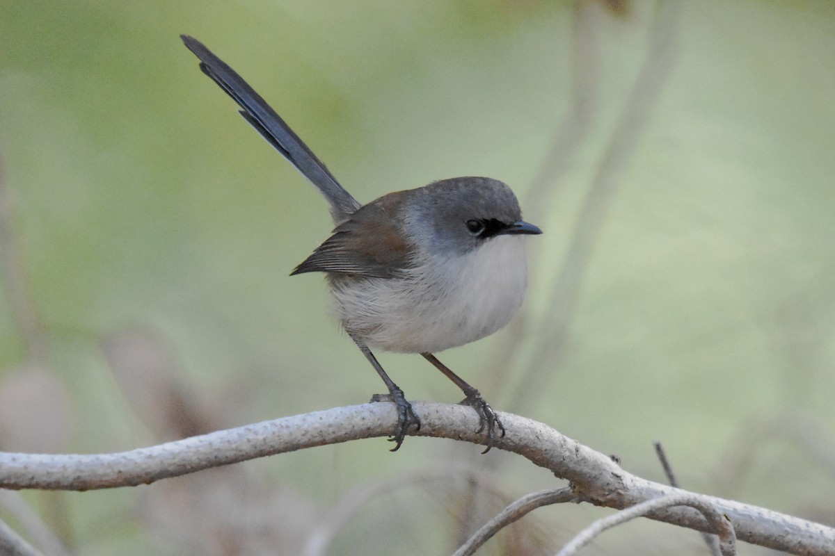 Red-winged Fairywren - ML63367041