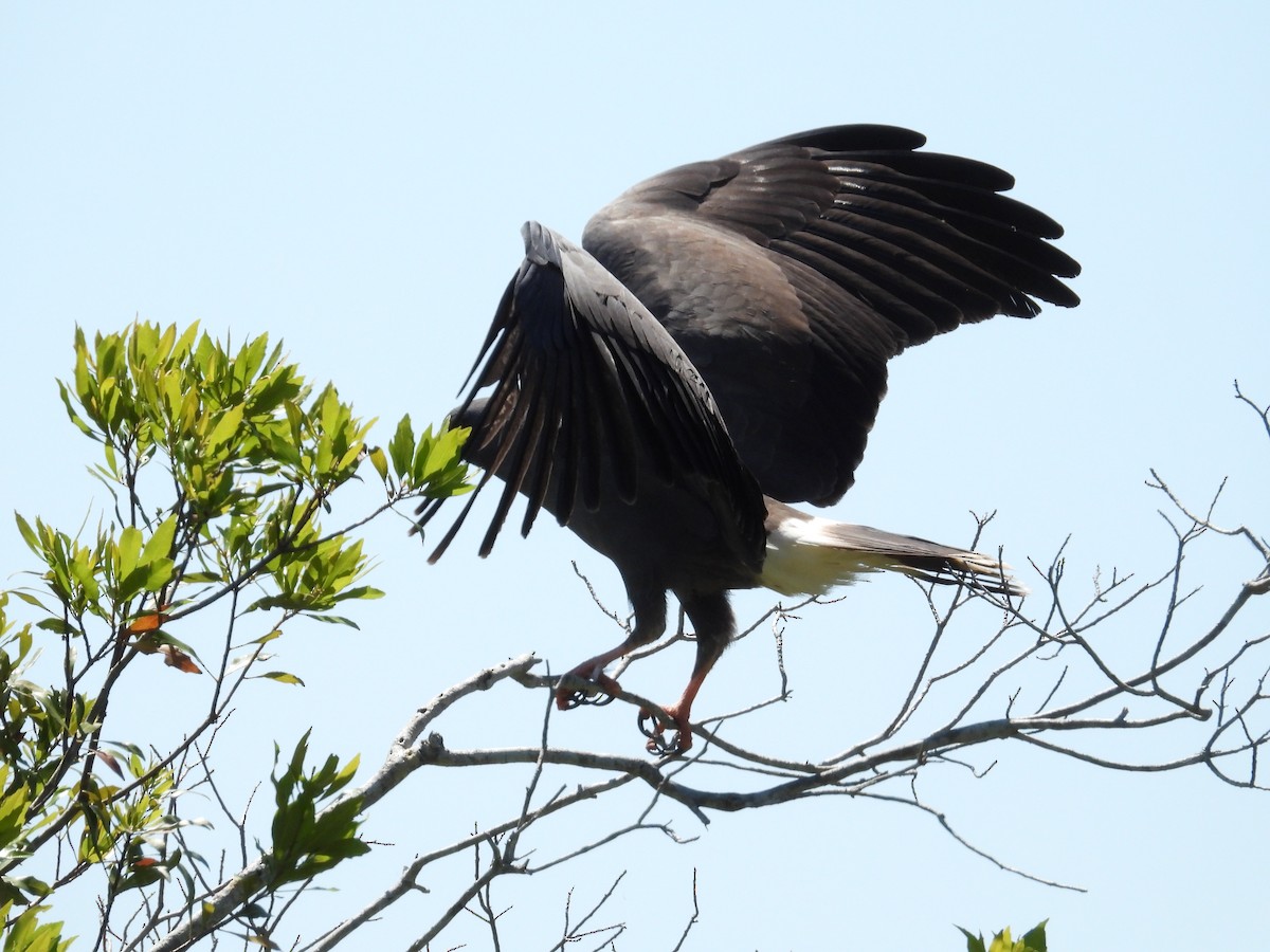 Snail Kite - ML633670440