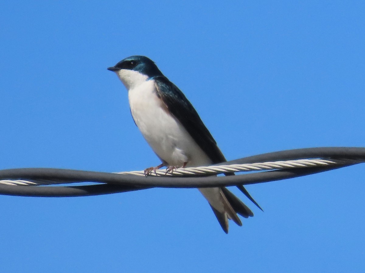 Tree Swallow - ML633670458