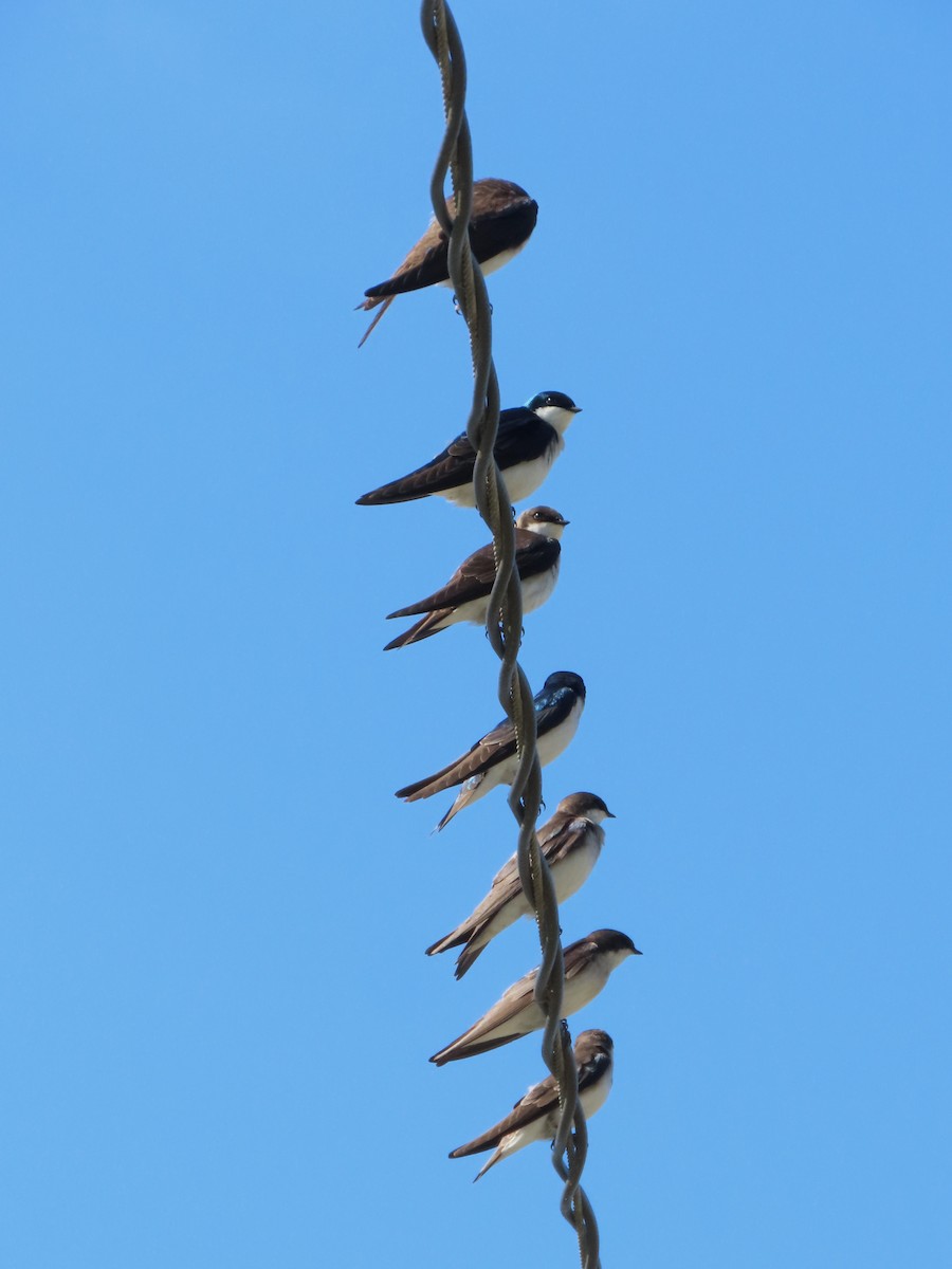 Tree Swallow - ML633670459