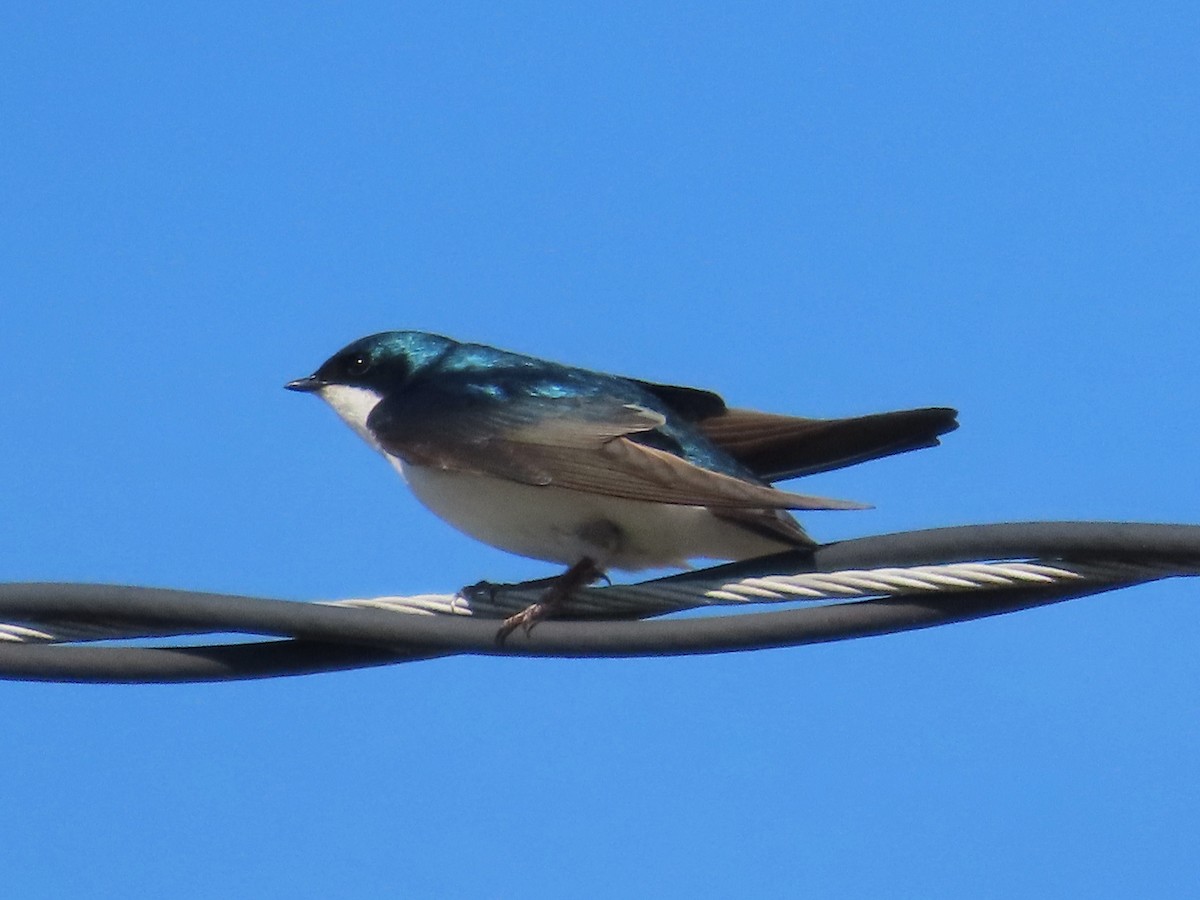 Tree Swallow - ML633670460