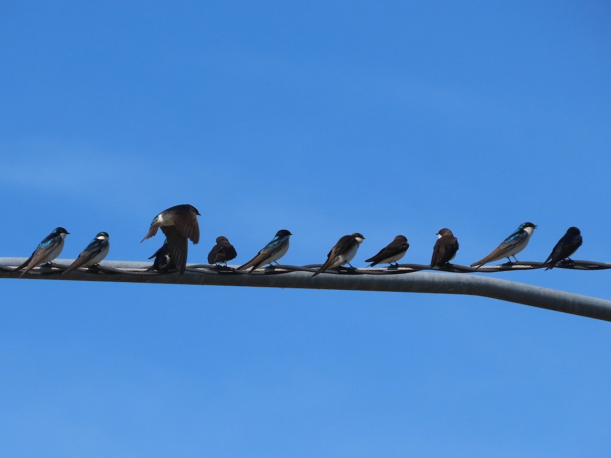 Tree Swallow - ML633670461