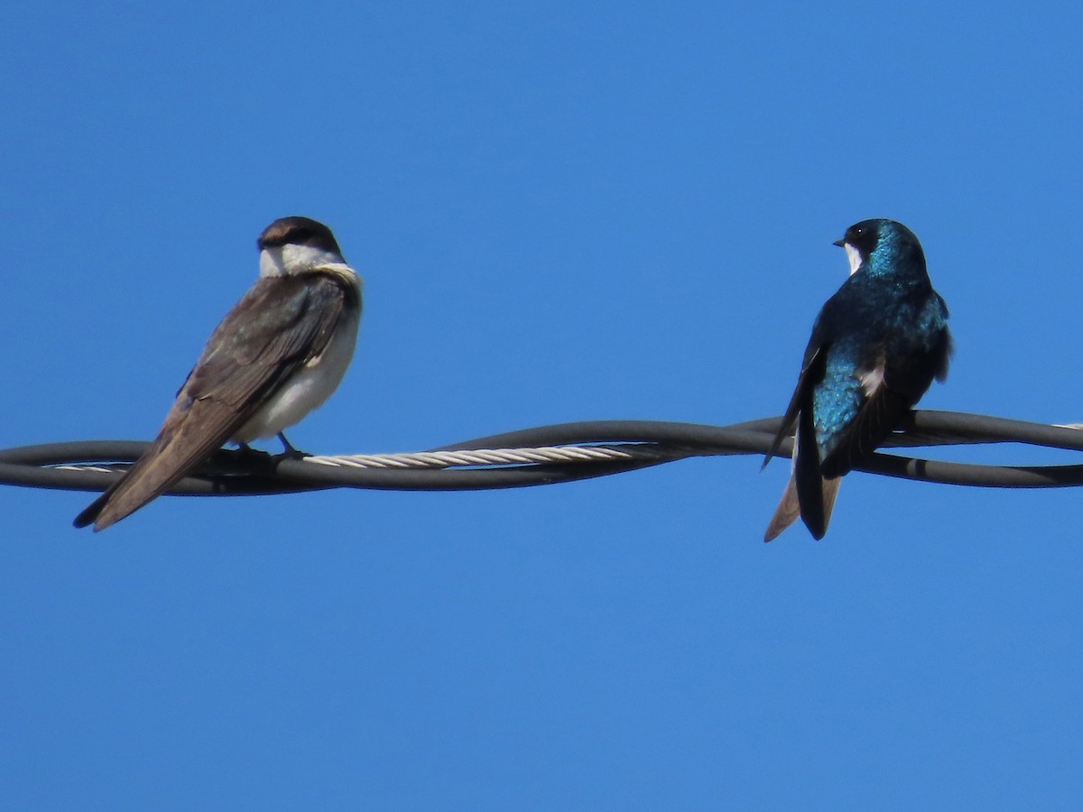 Tree Swallow - ML633670463