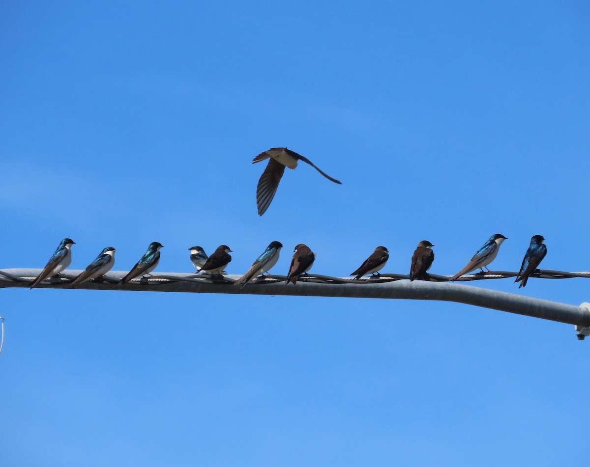 Tree Swallow - ML633670465