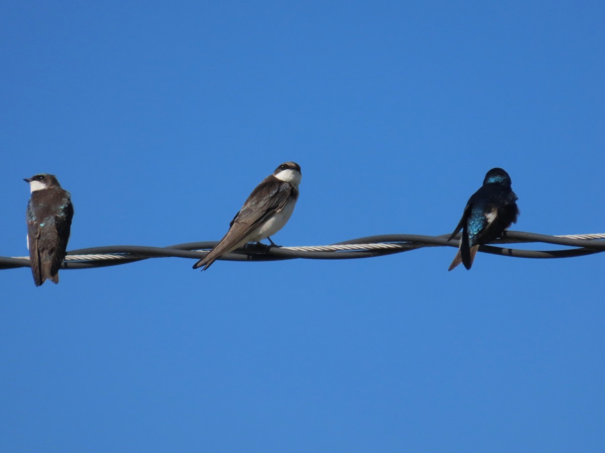 Tree Swallow - ML633670466