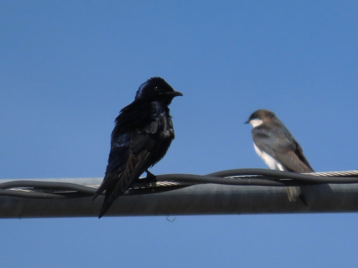 Purple Martin - ML633670491