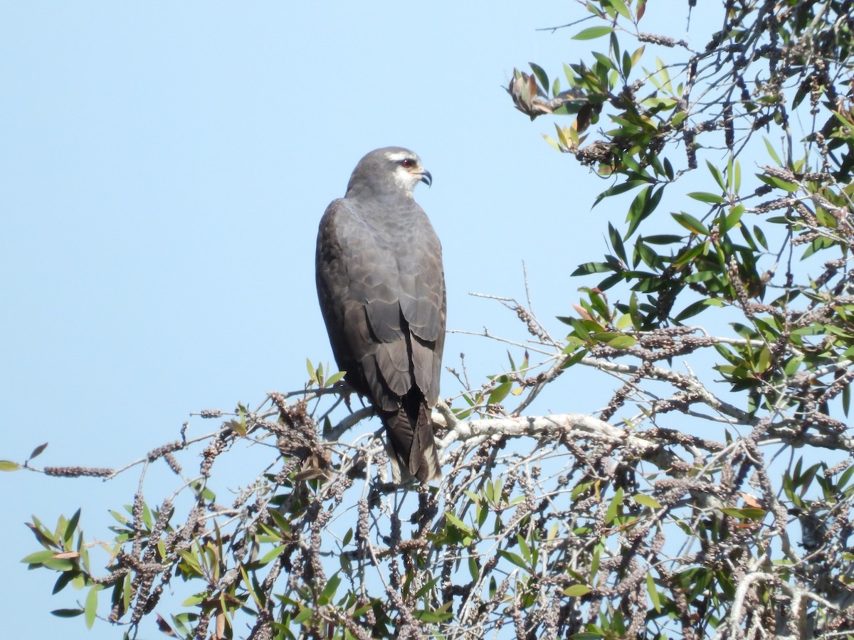 Snail Kite - ML633670520
