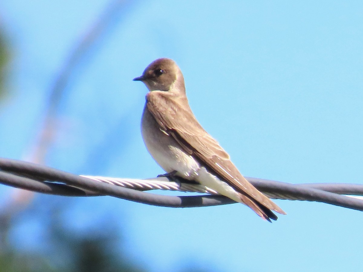 Northern Rough-winged Swallow - ML633670523