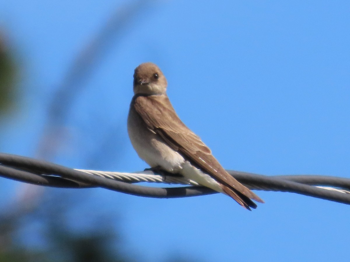 Northern Rough-winged Swallow - ML633670524