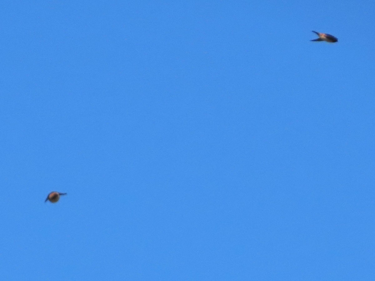 Cliff Swallow - ML633670537