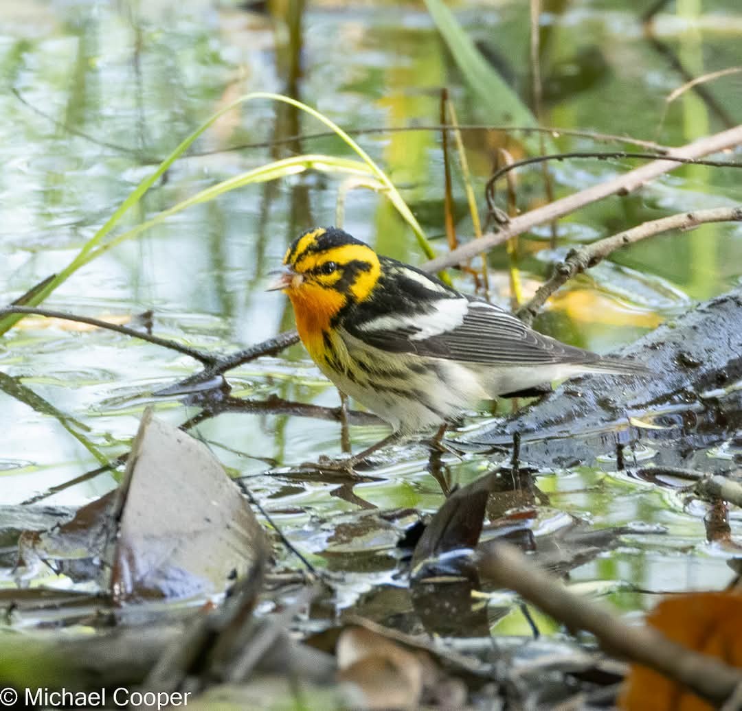Blackburnian Warbler - ML633670546