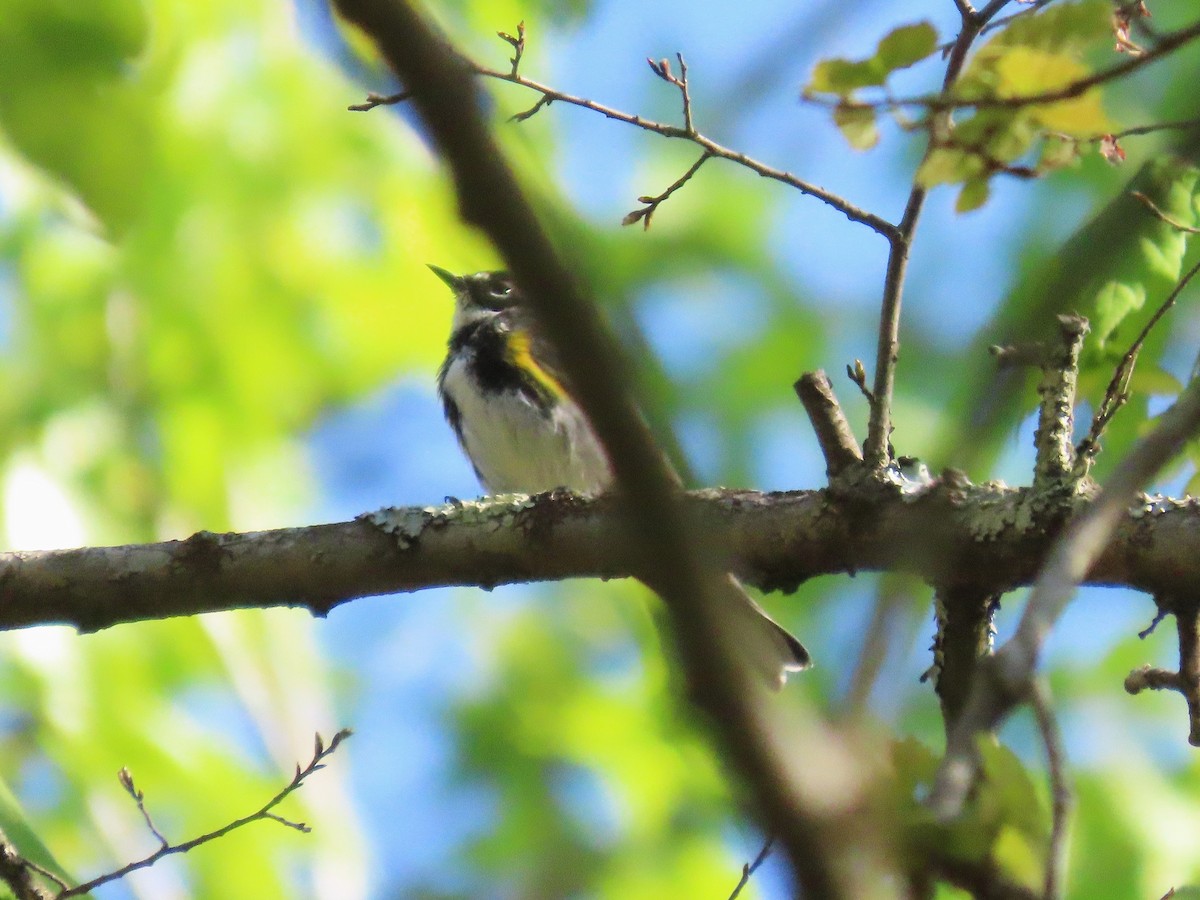 Yellow-rumped Warbler - ML633670588