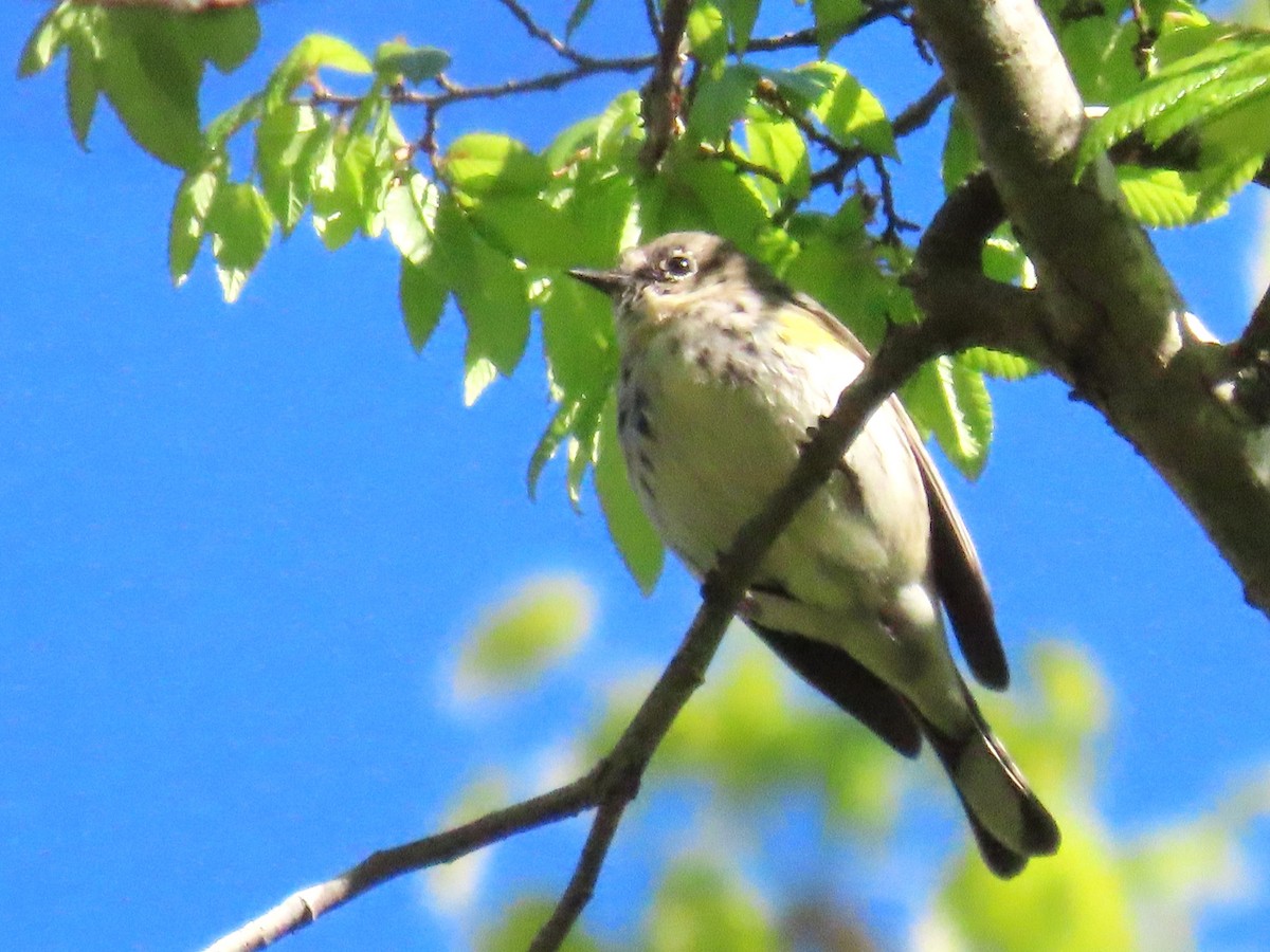 Yellow-rumped Warbler - ML633670589