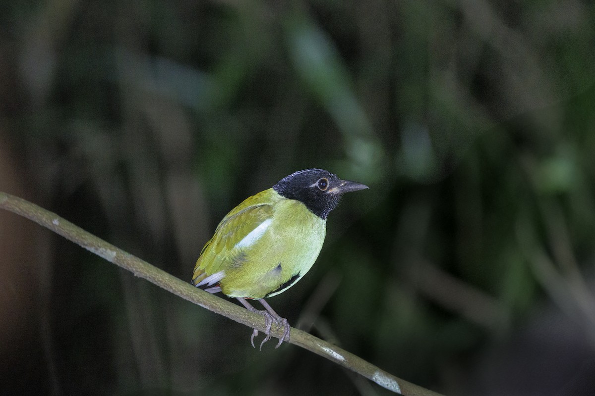 Western Hooded Pitta (Philippine) - ML633670617