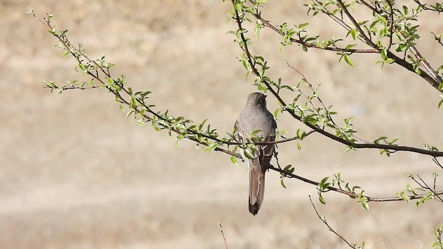 Townsend's Solitaire - ML633670629
