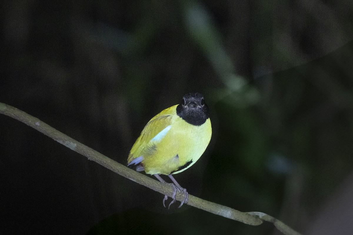 Western Hooded Pitta (Philippine) - ML633670665
