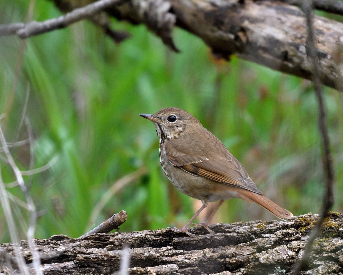 Hermit Thrush - ML633671117